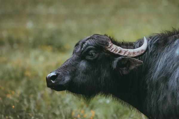 Búfalo de agua negra pastando en un prado —  Fotos de Stock