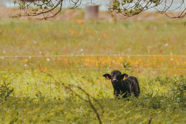 Búfalo de agua negra pastando en un prado —  Fotos de Stock