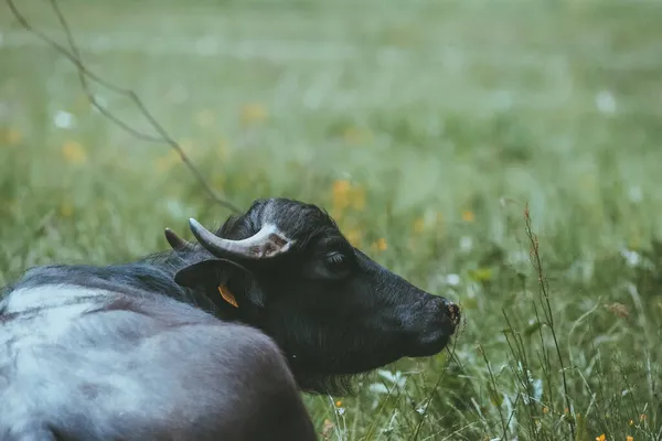 Búfalo de agua negra pastando en un prado —  Fotos de Stock