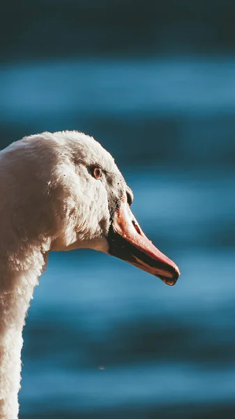 Cabeça de belo cisne branco fotografado por trás com fundo azul — Fotografia de Stock