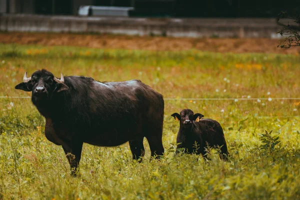 Búfalo de agua negra pastando en un prado —  Fotos de Stock