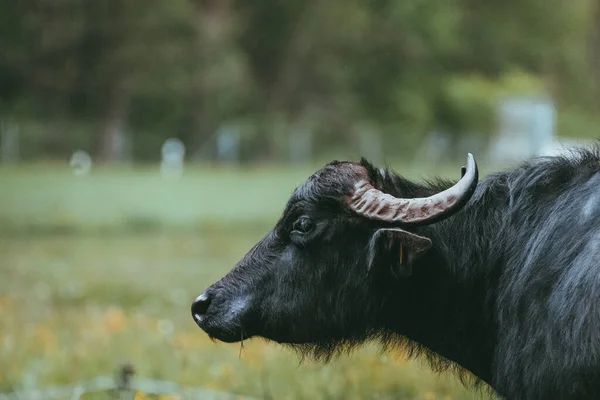 Búfalo de agua negra pastando en un prado — Foto de Stock