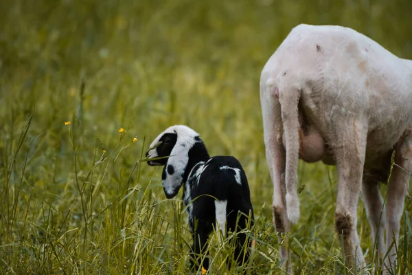 Ovejas jóvenes de una granja en un exuberante prado en Suiza — Foto de Stock