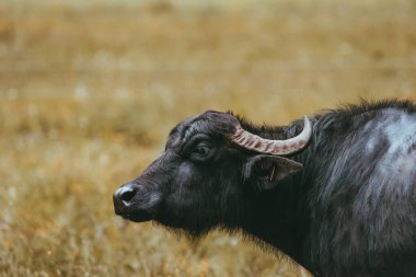 Çayırda otlayan siyah su bufaloları.
