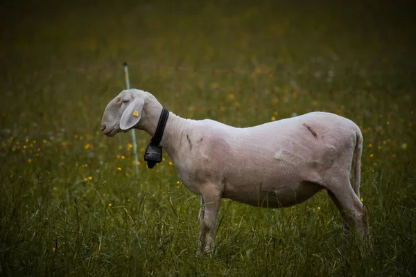 Свежевыстриженная овца фермы на пышном лугу в Швейцарии — стоковое фото
