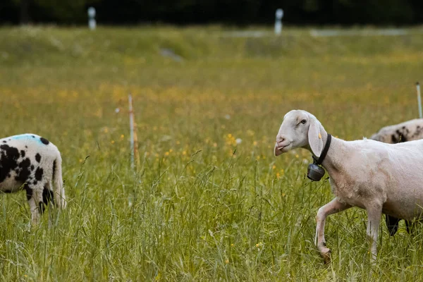 Ovejas jóvenes de una granja en un exuberante prado en Suiza — Foto de Stock