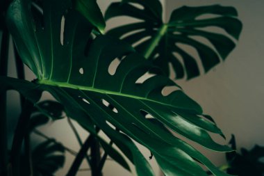 Koyu yeşil renkli ev bitkisi bir dairede duruyor.