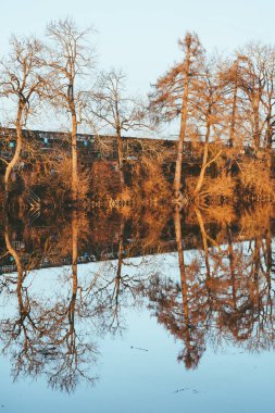 Drei Weihern ya da İsviçre, St.Gallen 'deki üç kireç ağacı.