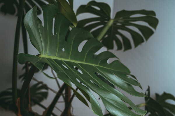 House plant in dark green stands in an apartment for air purification