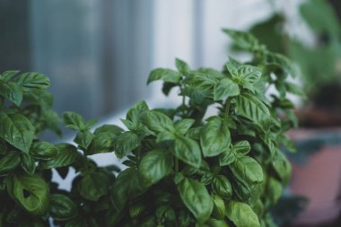 Bahçedeki fesleğen CO2 nötr ve ekolojik olarak büyür.