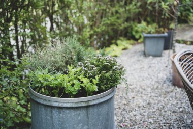 Bahçede bir sürü aroması ve nefis kokusu olan otlar.