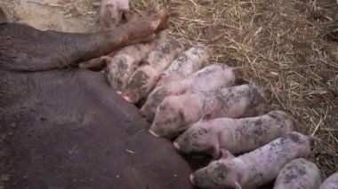 Freshly born baby pigs drink milk at your pig mother - Many little piglets - High quality 4k footage