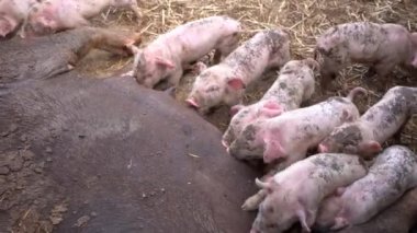 Freshly born baby pigs drink milk at your pig mother - Many little piglets - High quality 4k footage