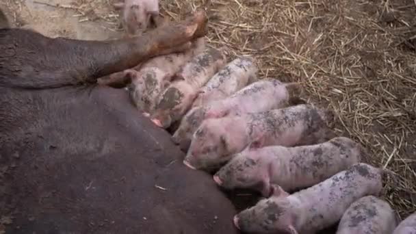 Freshly Born Baby Pigs Drink Milk Your Pig Mother Many — Video Stock