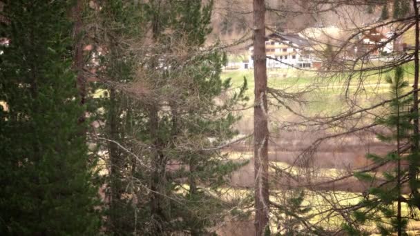 Several Different Squirrels Playing Each Other Tree High Quality Footage — Vídeo de stock