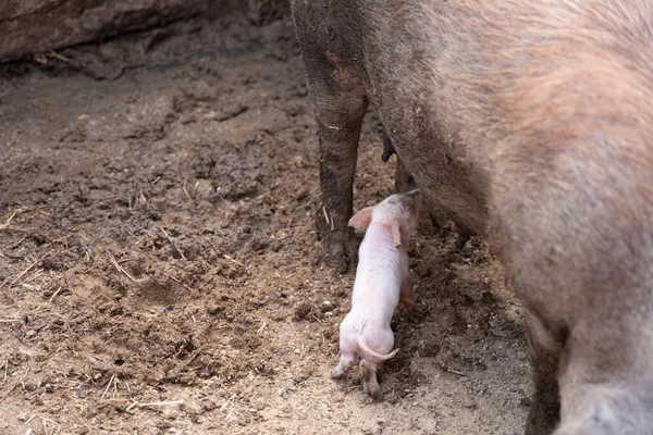 Freshly Born Baby Pigs Drink Milk Your Pig Mother Many — 스톡 사진