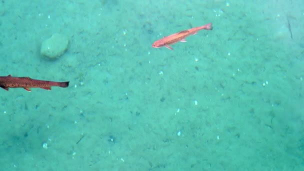 Piękny Pstrąg Pływający Cichym Jeziorku Krystalicznie Czystą Wodą Spokojna Ryba — Wideo stockowe