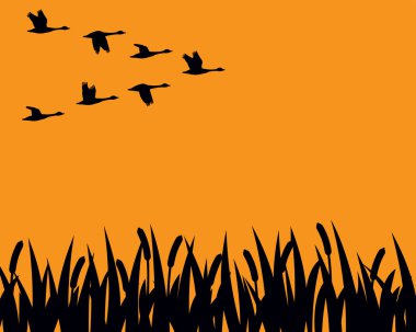 Flock of Canadian Geese in Flight Over Marsh in Silhouette clipart
