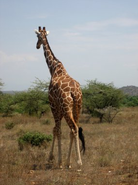 retiküle zürafa, samburu Milli Parkı, kenya, Afrika zürafa zürafa reticulata