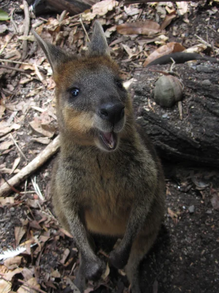 Glad träsket wallaby, Australien — Stockfoto