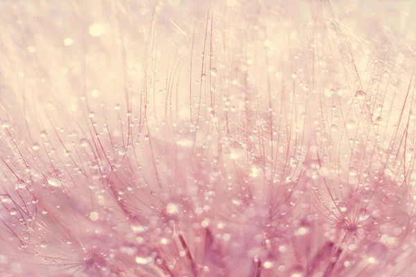 Macro Photo Dandelion Seeds Water Drops Sunset Light Soft Selecive — Stock Photo, Image