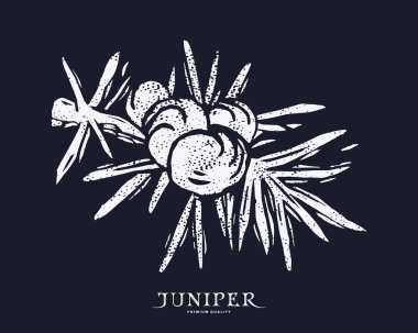 Linocut stilinde ardıç çileği çizimi. Siyah arkaplanda beyaz baskı