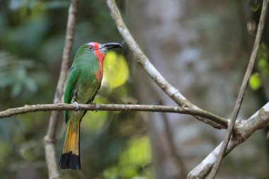 Kırmızı sakallı arı kuşugiller