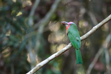 Kırmızı sakallı arı kuşugiller 