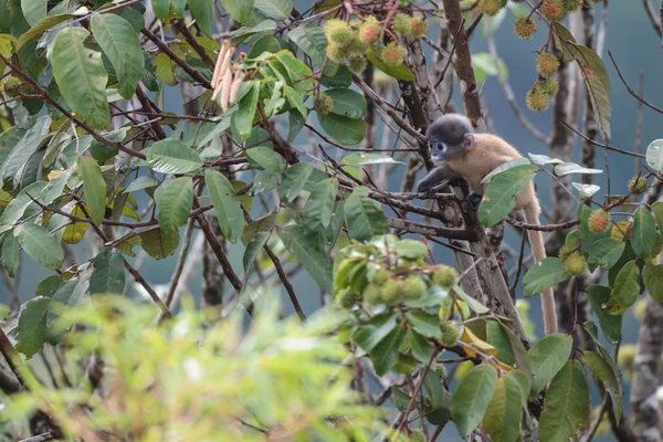 Langur joven y oscuro —  Fotos de Stock