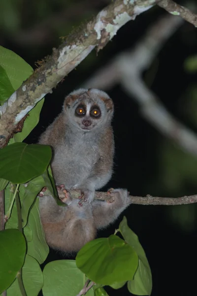 Un mono loris lento sosteniéndose en el árbol — Foto de Stock