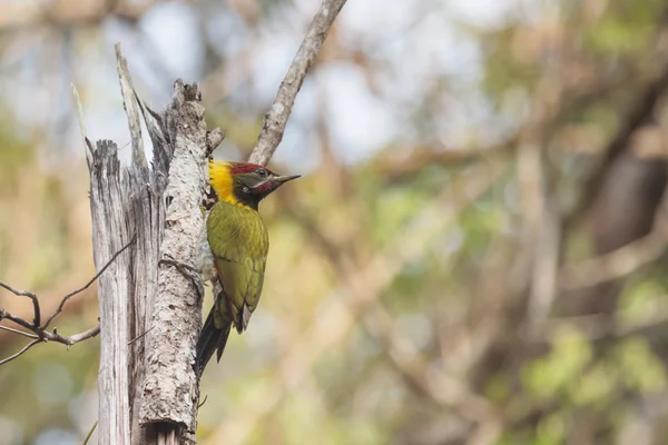 Um macho menor yellownape segurando na árvore seca — Fotografia de Stock