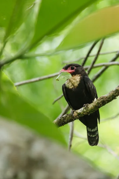 Una bella broadbill crepuscolare appoggiata sul ramo — Foto Stock