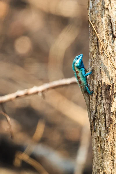 Голубая ящерица, сидящая на сушеном дереве — стоковое фото