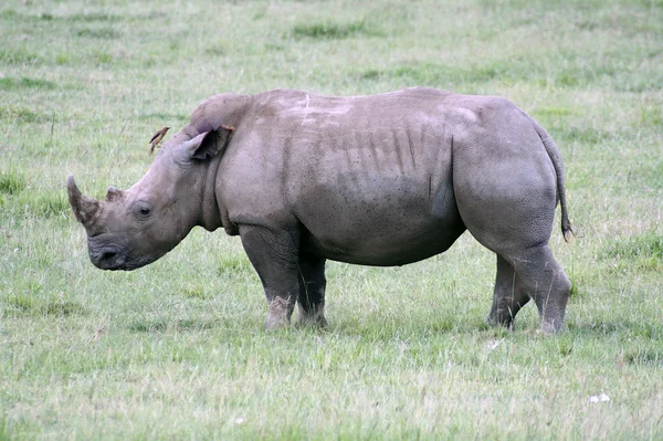 Ceratotherium simum-Rhinoceros — Stock Photo, Image