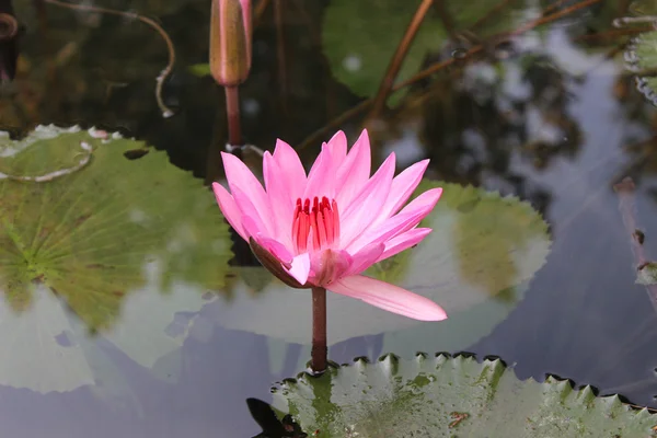 Lotus