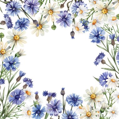 Floral watercolor frame with camomiles and cornflowers isolated on white background. Meadow flowers collected in a square frame. Botanical illustration