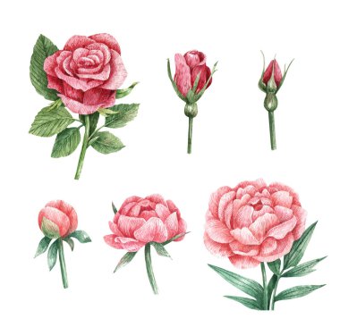 Set of two hand painted watercolor roses and peonies. Bright  pink colors, vintage painting style. Opening flower,  bud drawn by watercolor and isolated on white background.