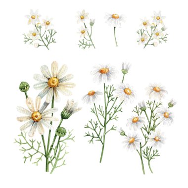 Hand drawn watercolor illustration of chamomile flowers. Flowers and buds isolated on white background. Botanical illustration