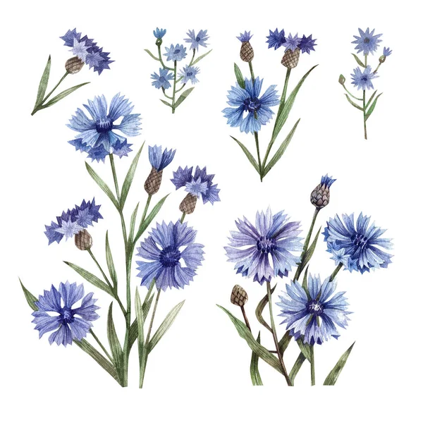 Hand Drawn Watercolor Illustration Cornflowers Flowers Buds Isolated White Background — Stock Photo, Image
