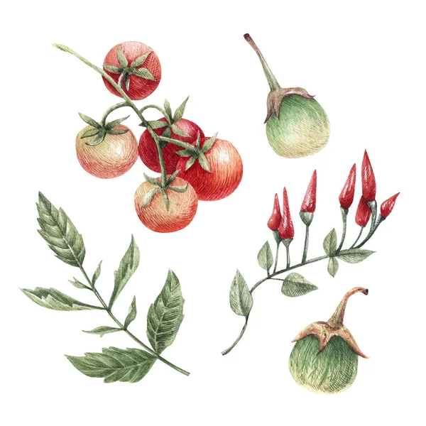 Watercolor illustration of fresh ripe vegetables: tomatoes, chili peppers and eggplant. Thai eggplant, hot chili peppers, cherry tomatoes. Hand drawn vegetables  for your design.