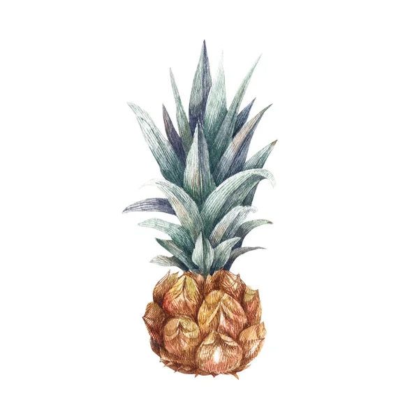 Watercolor Illustration Fresh Ripe Pineapple Hand Drawn Fruit Your Design — Zdjęcie stockowe