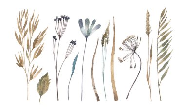 Collection of dry meadow herbs and ears. Watercolor illustration of wild plants in herbarium style. Illustrations for postcards, banners, invitations. Autumn herbs.
