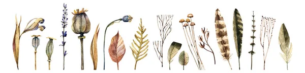 Collection Meadow Dry Plants Bird Feathers Natural Elements Watercolor Illustration — Stock Photo, Image