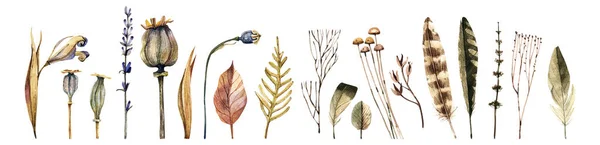 Collection of meadow dry plants and bird feathers, natural elements watercolor illustration isolated on white background. Dry leaves, herbs and flowers, delicate feathers set.