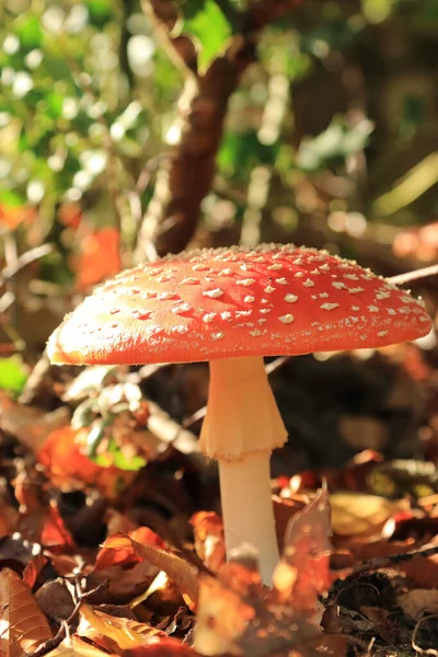 Detailní Záběr Mouchy Agarické Amanita Muscaria — Stock fotografie