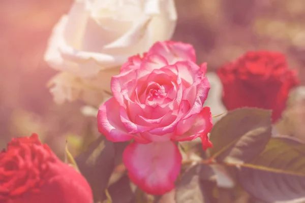 Roses with sun flare — Stock Photo, Image