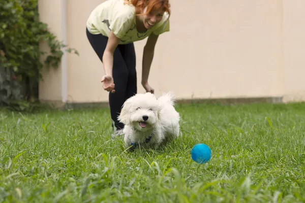 Собака переслідує м'яч — стокове фото