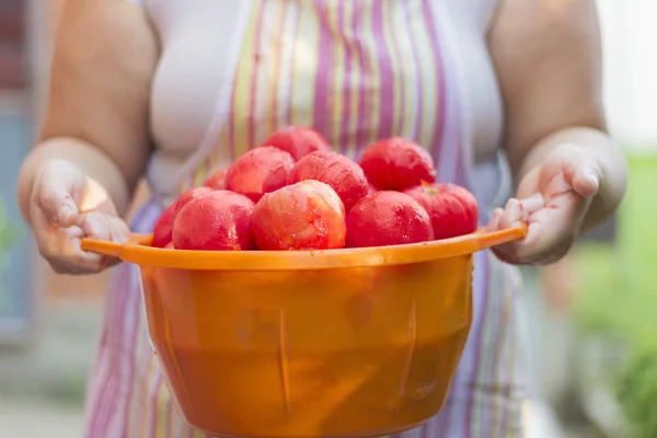 Organic Tomatoes — Stock Photo, Image