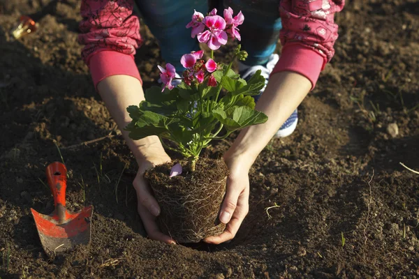 Gardening - Planting geraniums — Stock Photo, Image