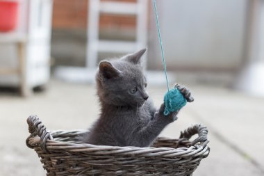 Kitten spelen met de bal van garen